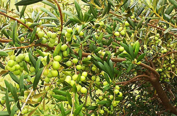 Oleoturismo en Uruguay: territorios, paisajes y el alma del olivo